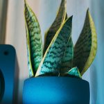 Sansevieria-for-my-room-04.jpg