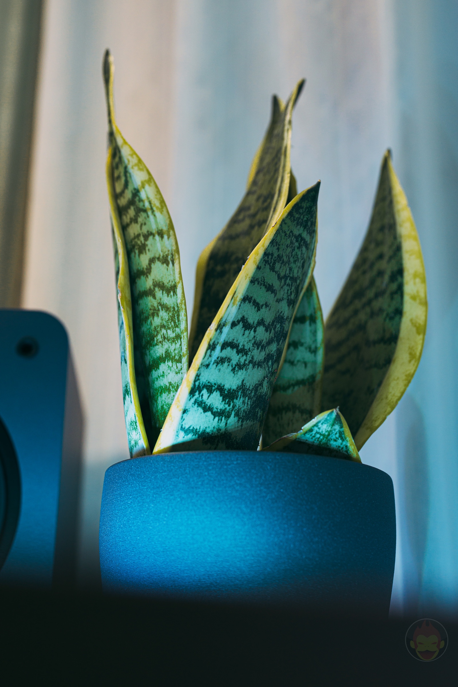 Sansevieria for my room 04.