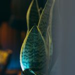 Sansevieria-for-my-room-06.jpg