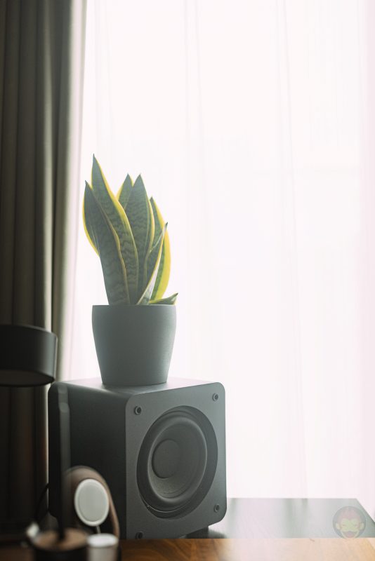 Sansevieria-for-my-room-vol2-01.jpg