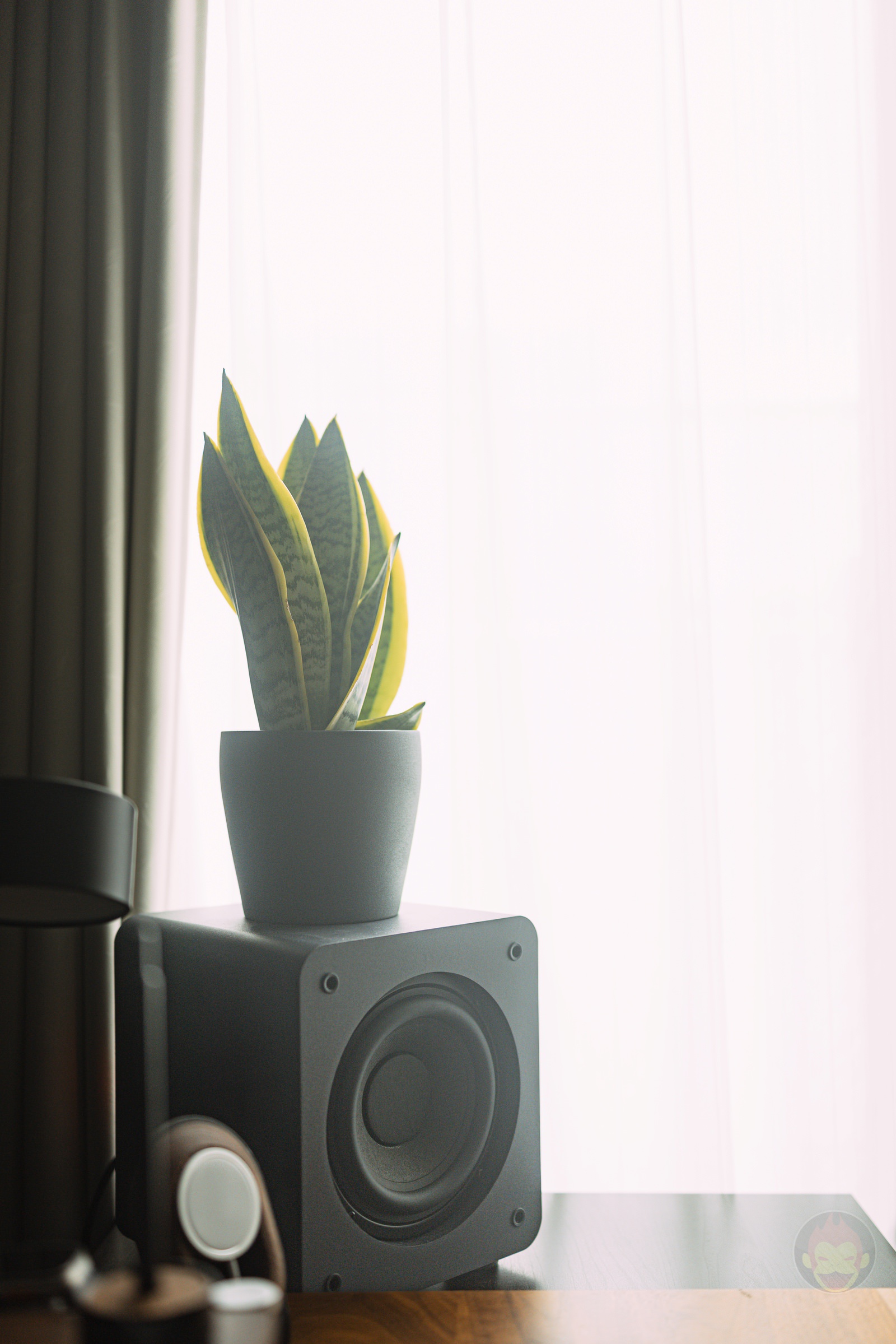 Sansevieria for my room vol2 01.