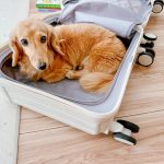 The-Robot-Vacuum-Cleaner-made-a-disaster-thedog-01.jpg