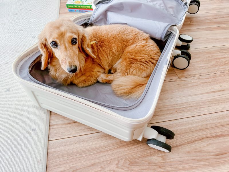 The-Robot-Vacuum-Cleaner-made-a-disaster-thedog-01.jpg
