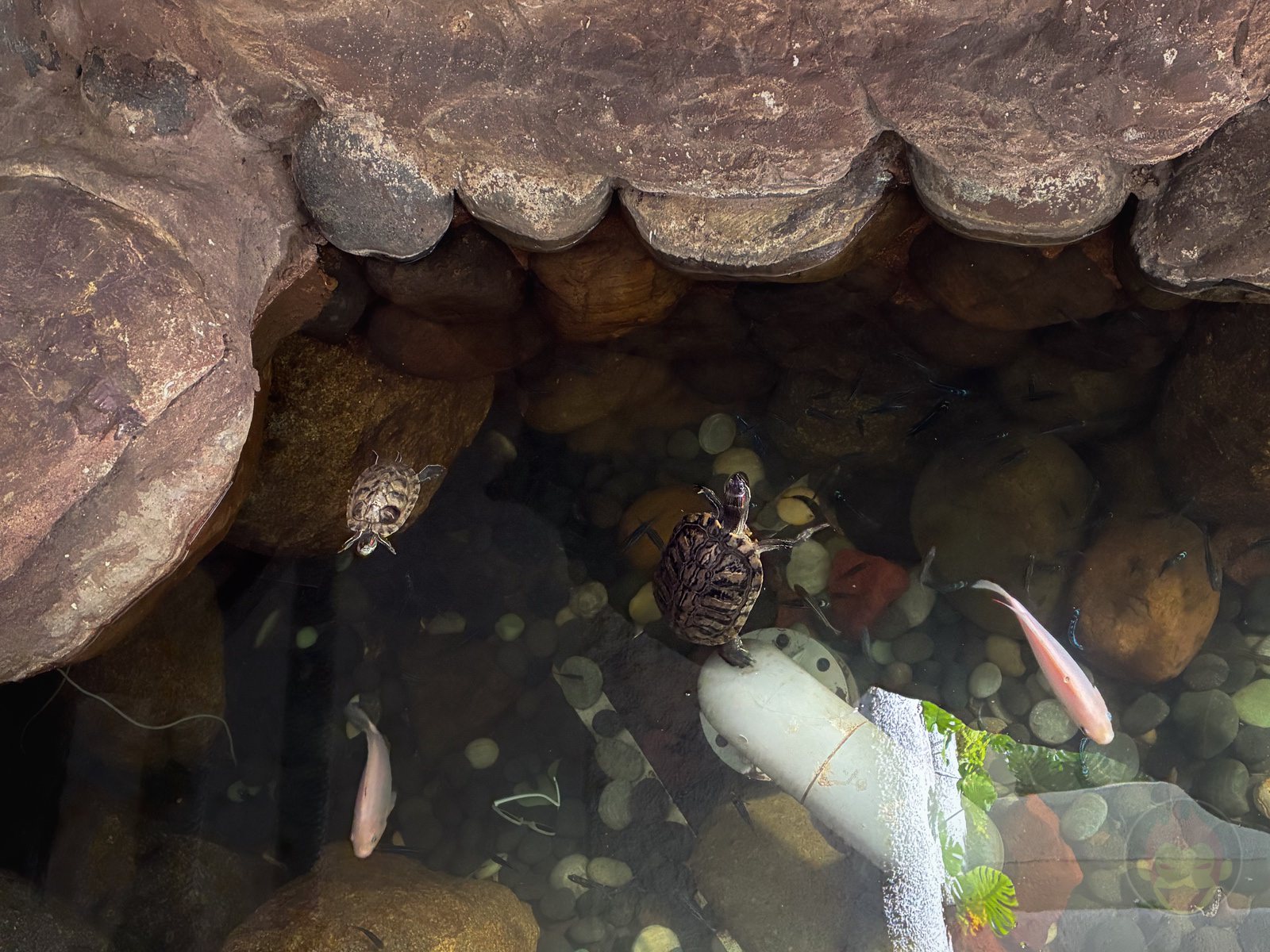 My Younger Daughters photos at singapore with iphone16e 27