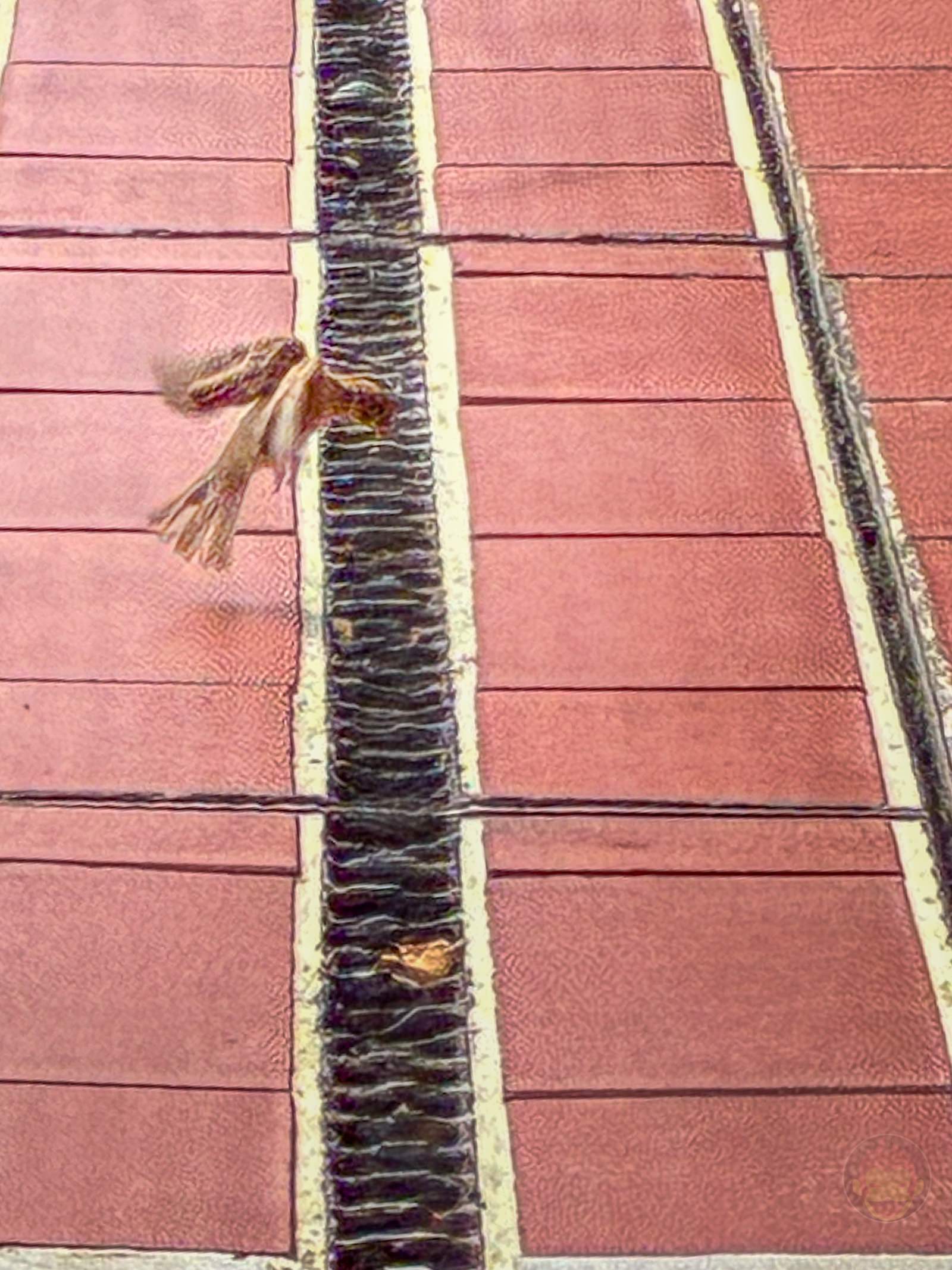 My Younger Daughters photos at singapore with iphone16e 55