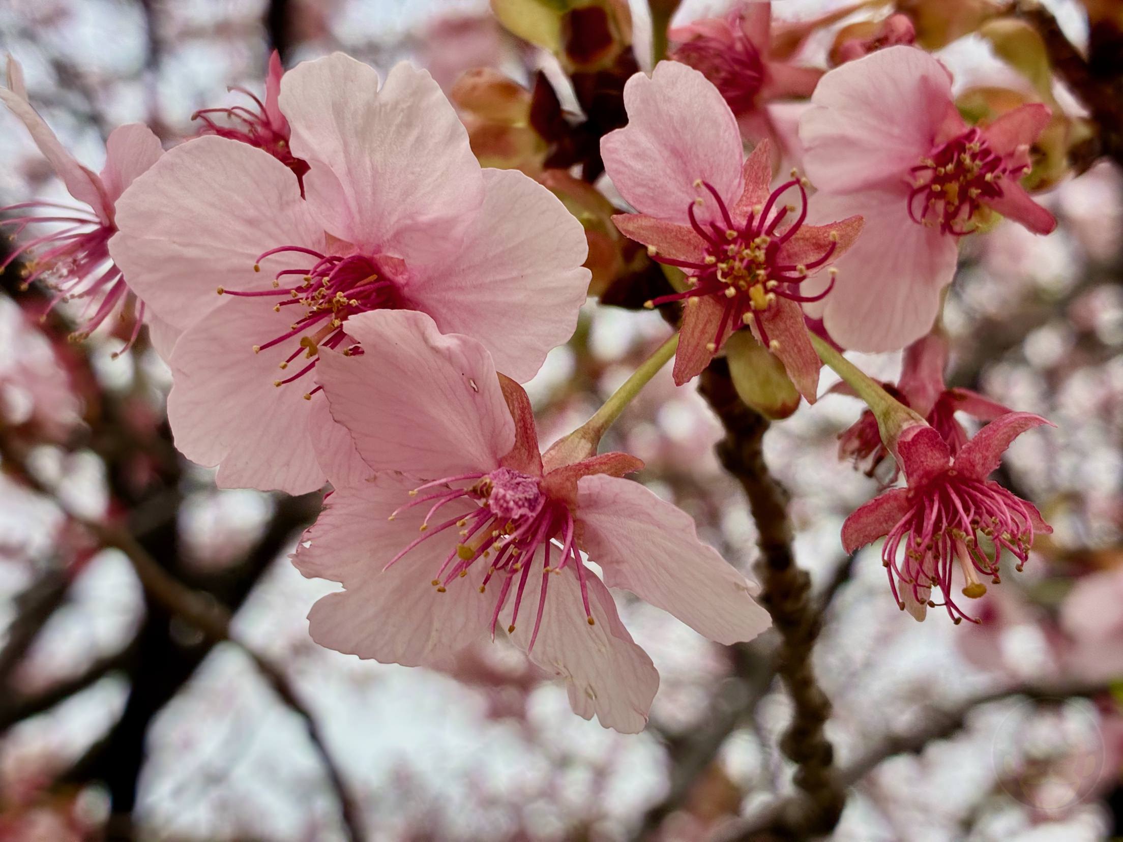 IPhone 17e Photo Review Samples 01