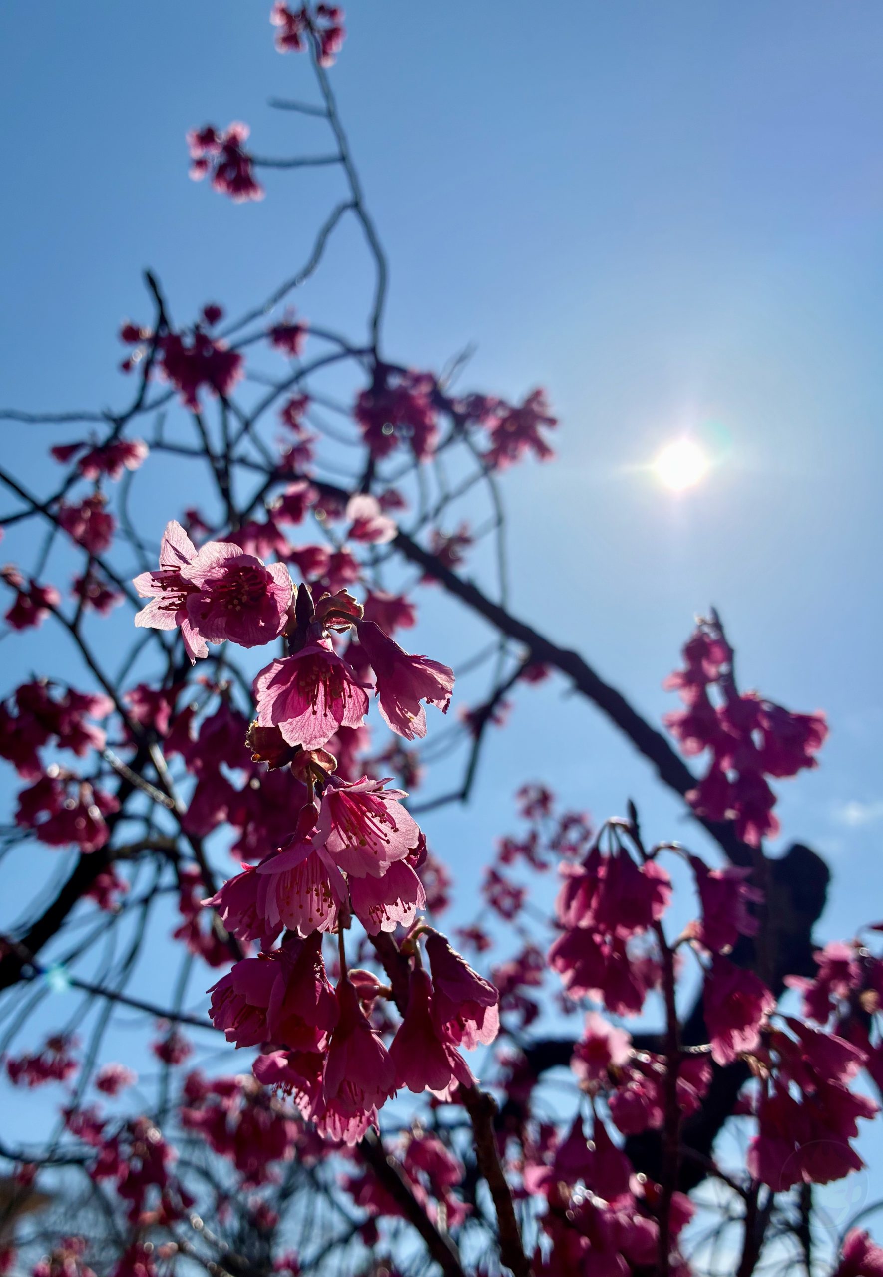 IPhone17e photo samples 2 02